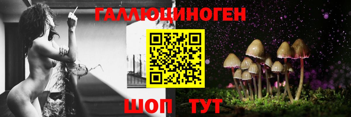 Галлюциногенные грибы Psilocybe Сокол